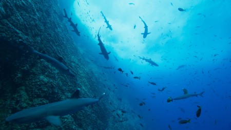 Đại dương của chúng ta - Our Oceans